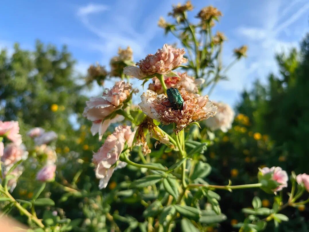 Бронзовка на розах. Фото Натальи Мироновой
