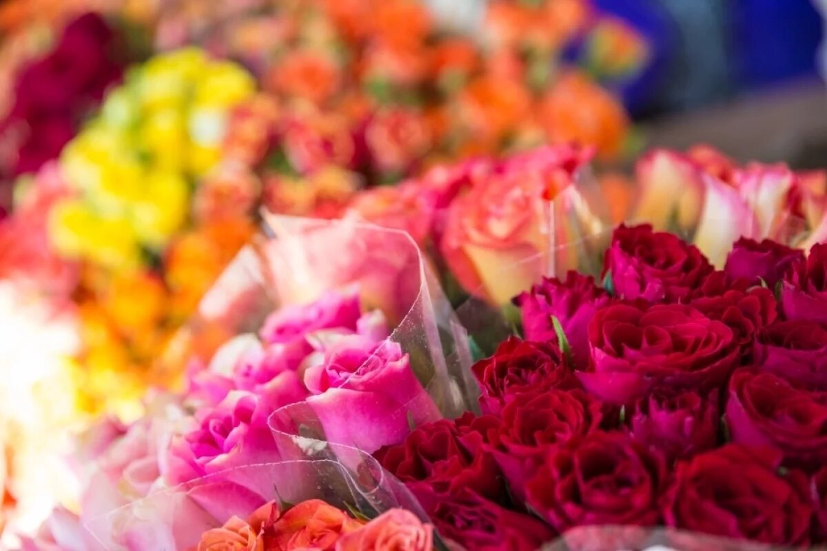    Сегодня порядка 80% цветочной продукции в России приезжает из-за рубежа.