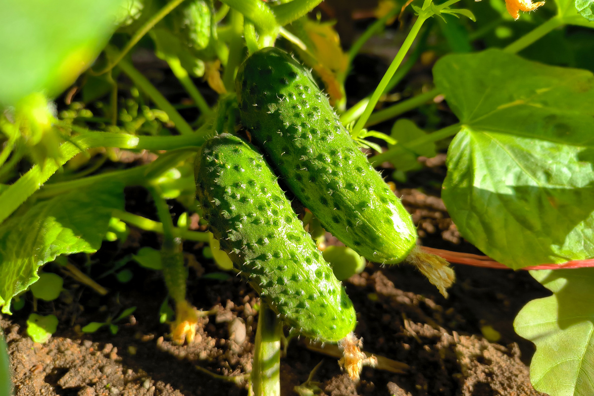 Фото: © Maksim Konstantinov/ Global Look Press