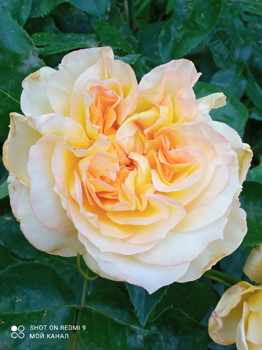 Ч/г роза Анри Дельбар. О ней рассказ впереди. Фото автора.