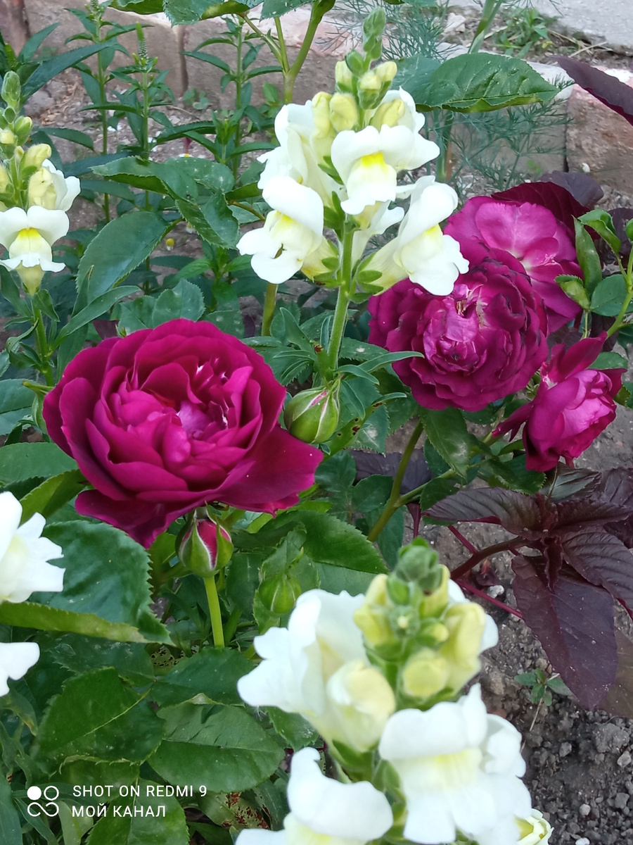 Флорибунда Твайлайт Зоун. Фото автора.