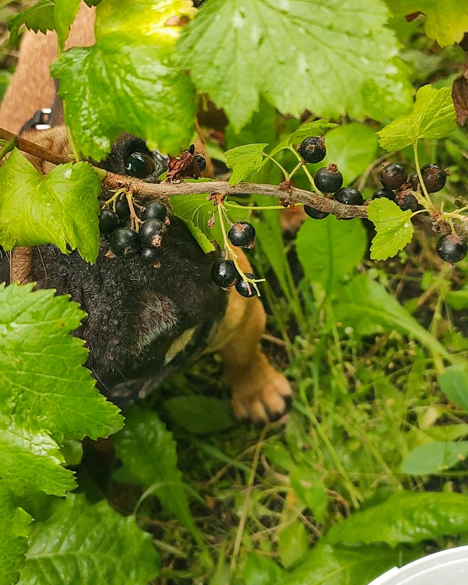 Гастрономический ревизорро: Баффи лично проверила спелость смородины. Вердикт: "Недозрело! "