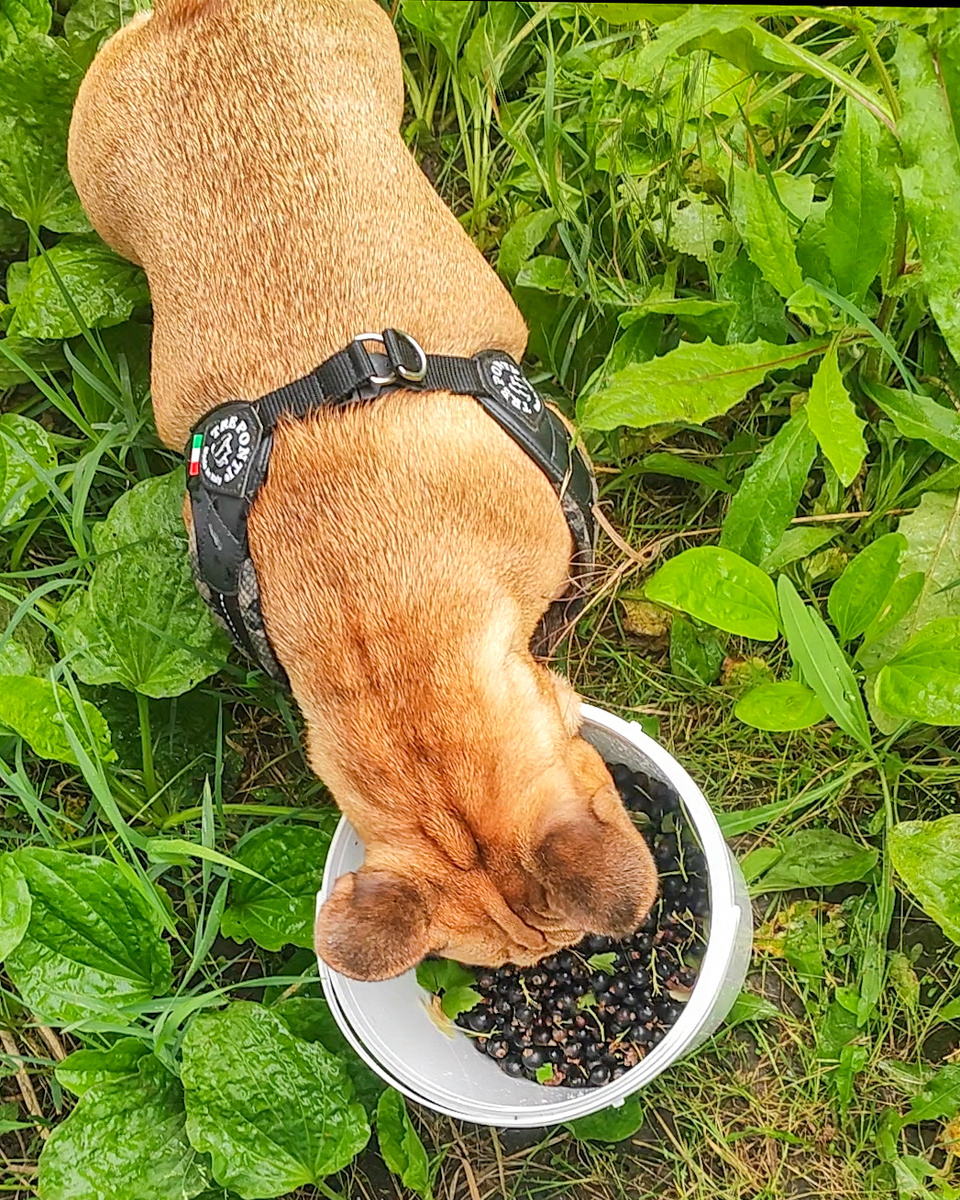 Когда в рецепте написано „1 кг смородины“, но не уточнили, сколько можно съесть до начала готовки