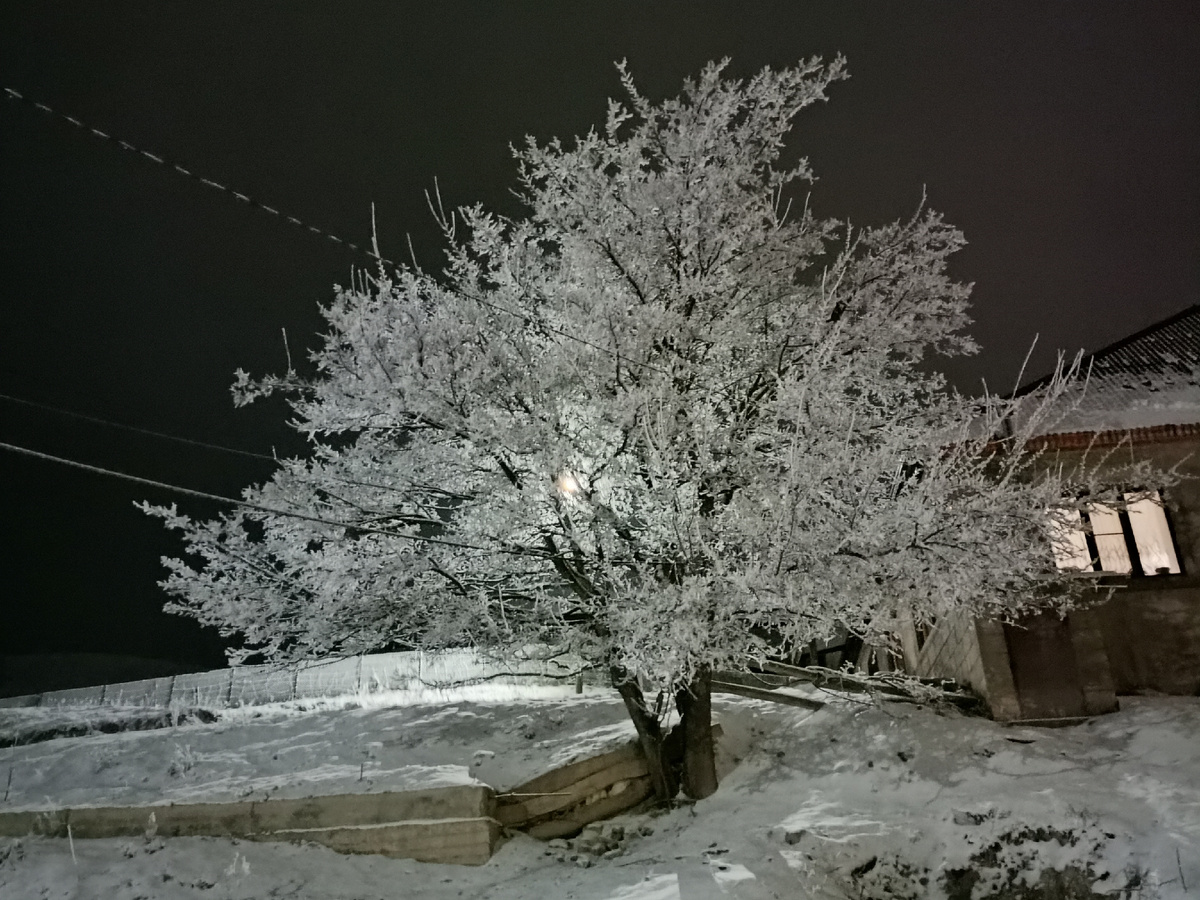 Фото автора: одинокое дерево в инее, возле дома, в горном селе (Дагестан, январь 2024)