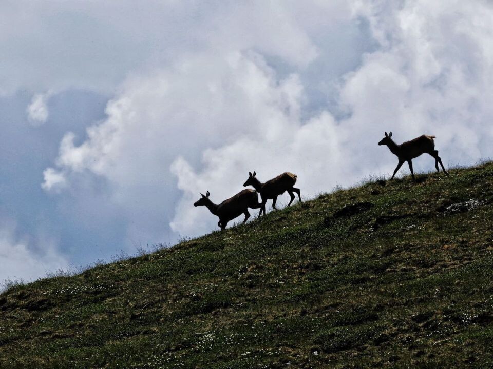    Животные в Сайлюгемском нацпарке. Источник: Алина Ковалева / telegram-канал Сайлюгемского нацпарка