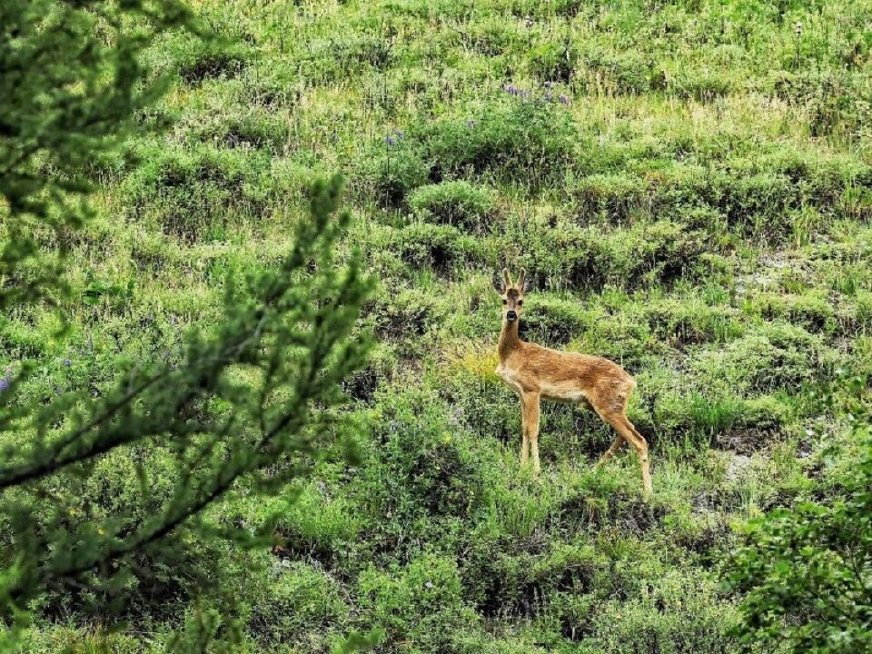    Животные в Сайлюгемском нацпарке. Источник: Алина Ковалева / telegram-канал Сайлюгемского нацпарка