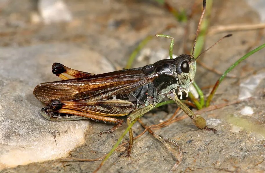 Курьер Сибирская кобылка (Gomphocerus sibiricus. Изображение взято из открытых источников сети Интернет.