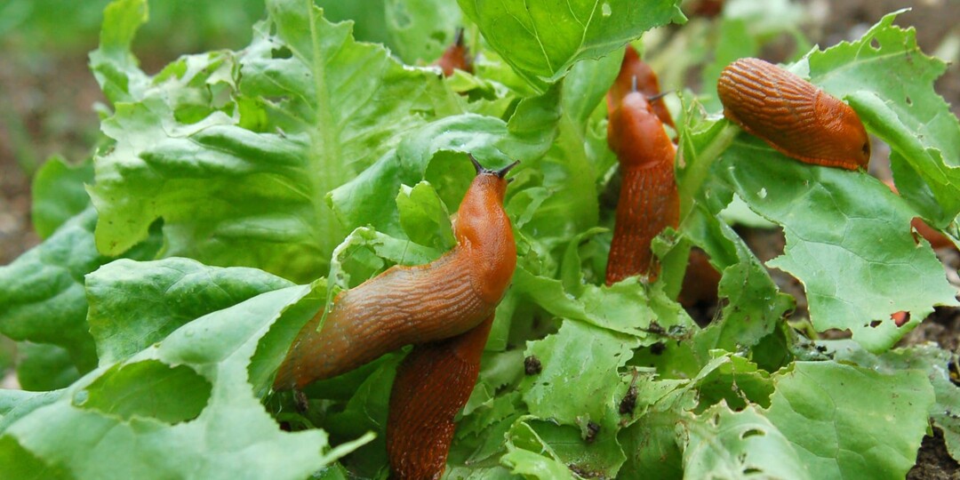 Испанский слизень в огороде: как эффективно бороться с вредителем