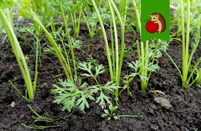 Не забывайте в июле по необходимости проредить морковь, рыхлить грядки, хорошо поливать морковь