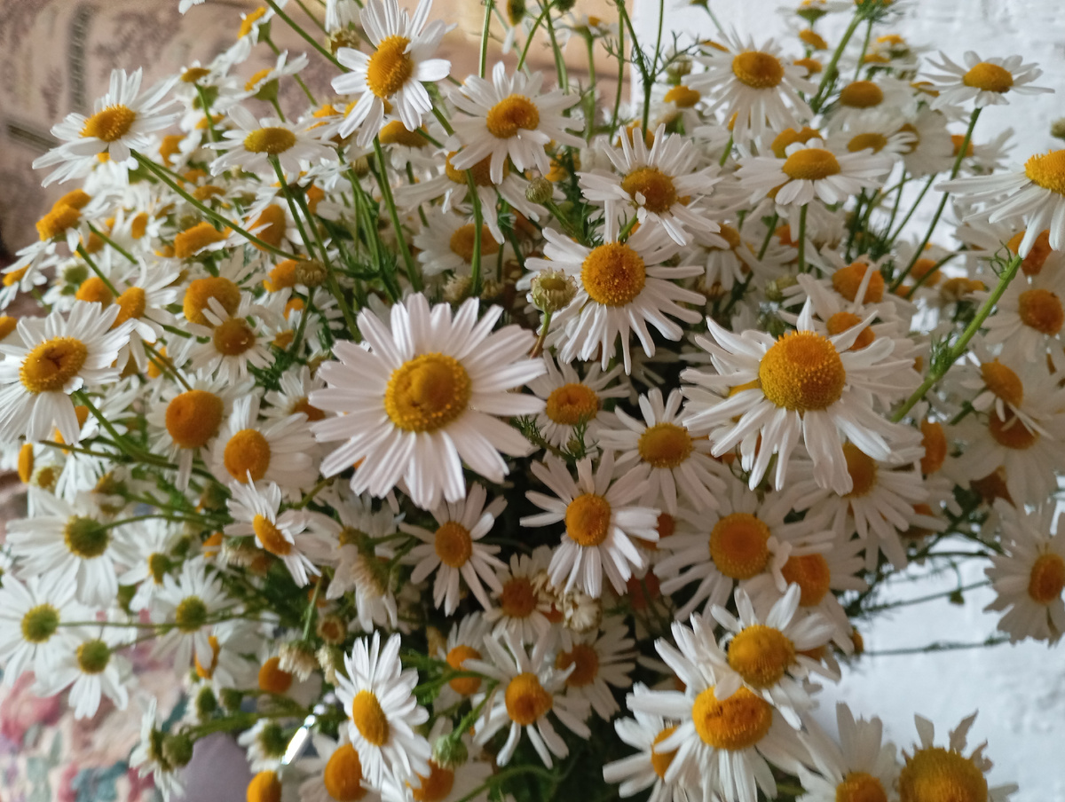 Ромашки фото автора.