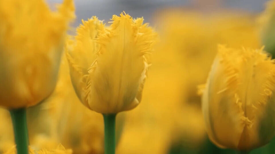 Фото: © Кадр из программы "Легенды и мифы", РЕН ТВ