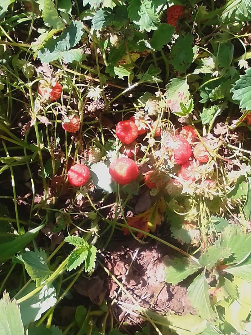 Урожай поздней осенью