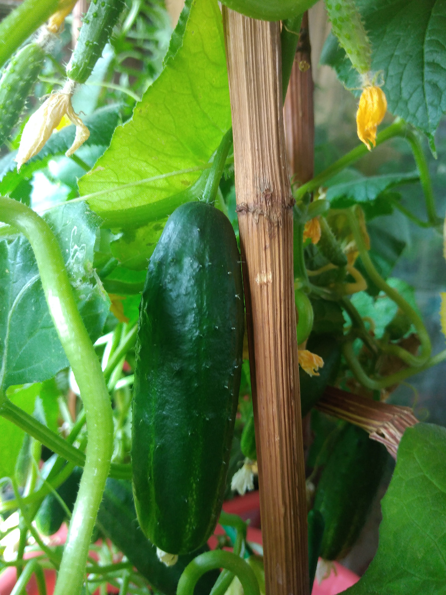 Мой первый опыт огурцов на балконе. Фото автора канала