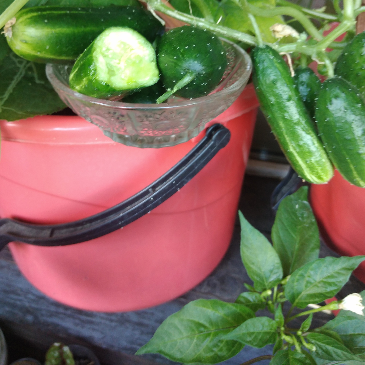 Фото на балконе 7.07.2025