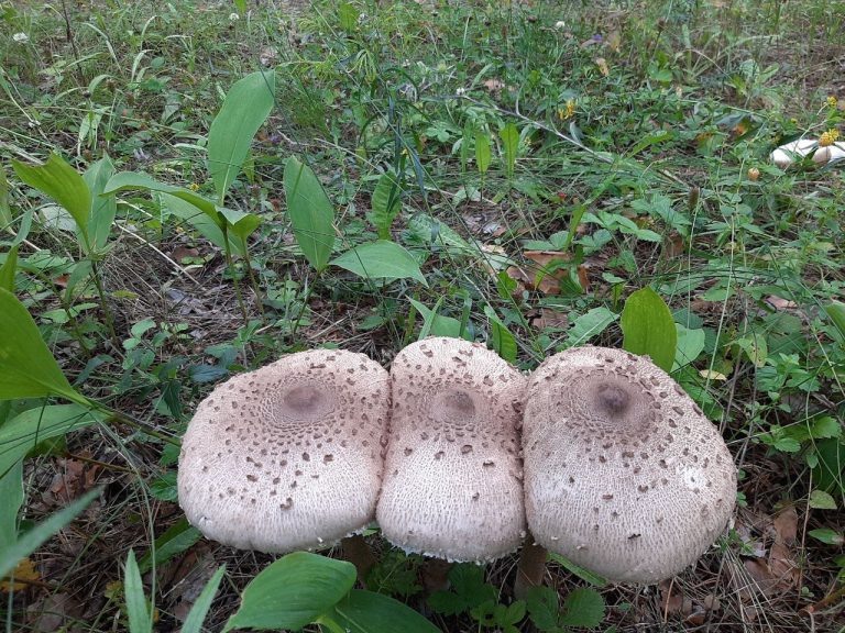    В Бузулукском бору растут съедобные зонтики Мария Чалкина