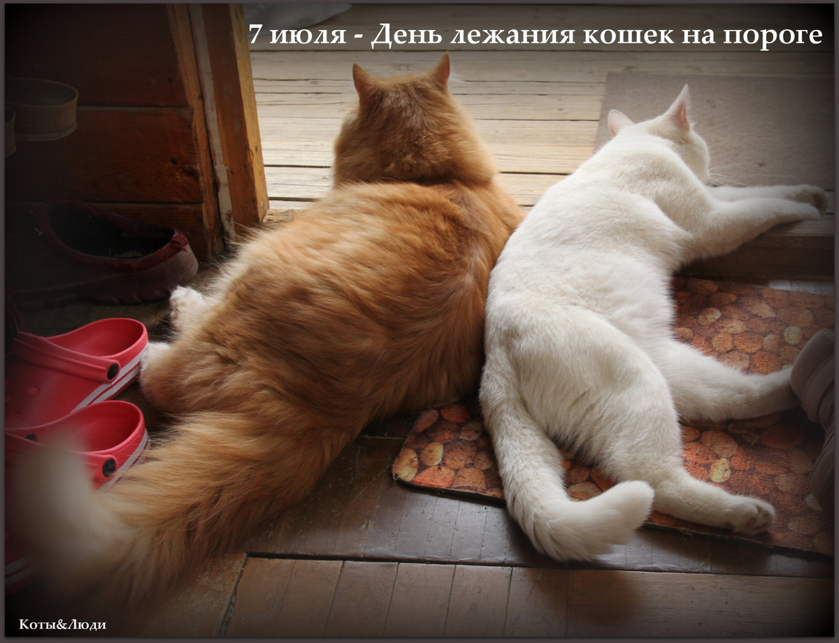 Коллаж автора. На фото - коты Беша и Патрик