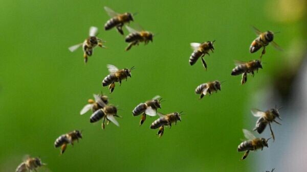    © Getty Images / picture alliance / Arne Dedert