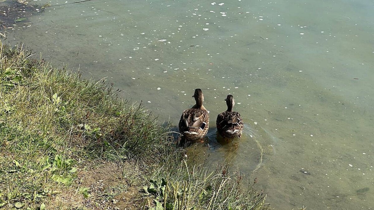    Фото: телеканал «Краснодар»