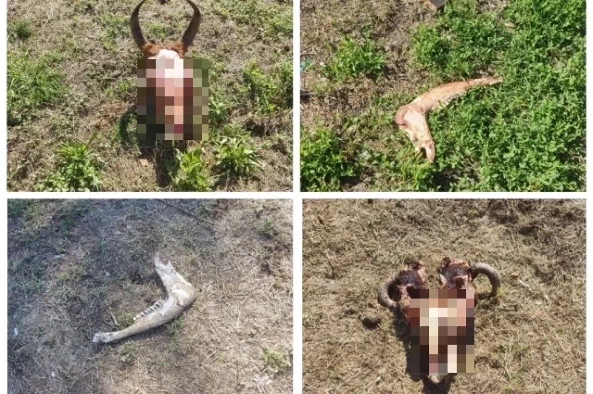    Проделки «некроманта»?