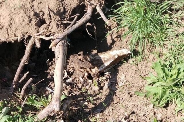    Странные находки поджидают волгодончан прямо за углом. Фото: Социальные сети