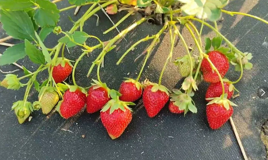 сорт АВрора Карима