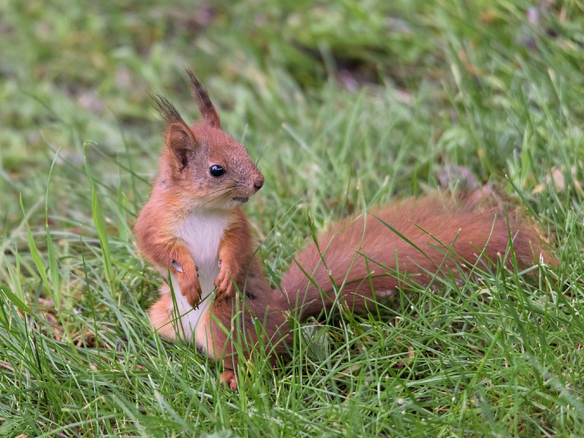 Когда съеденная пища растворяется, едва достигнув желудка, чувство насыщения становится явлением мимолётным. По этой причине примерно 80% личного времени, отличного от сна, белка тратит на поиски провианта. Magnus Johansson, CC BY-SA 2.0