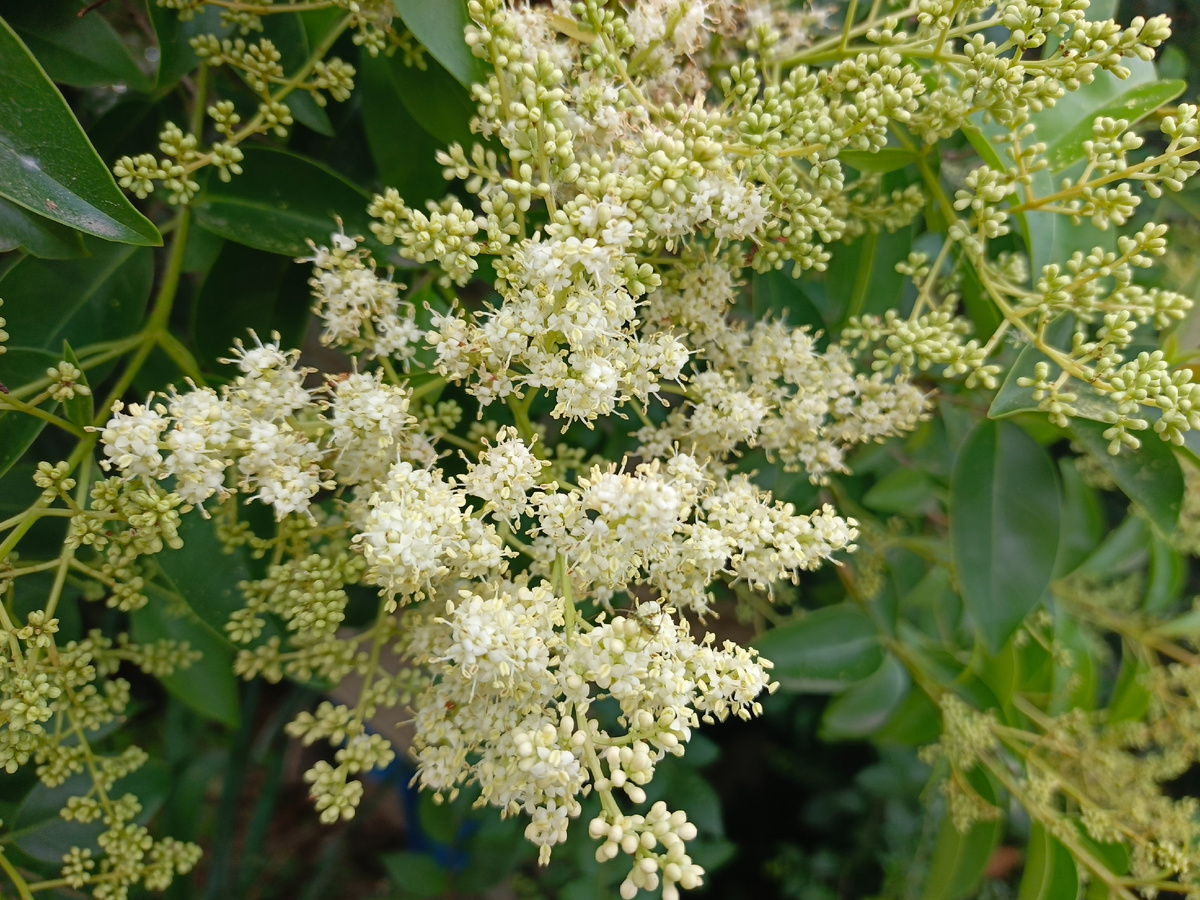 Адлер, Бирючина блестящая, июль 2025 г.