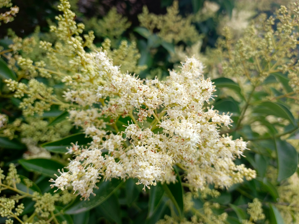 Адлер, Бирючина блестящая, июль 2025 г.