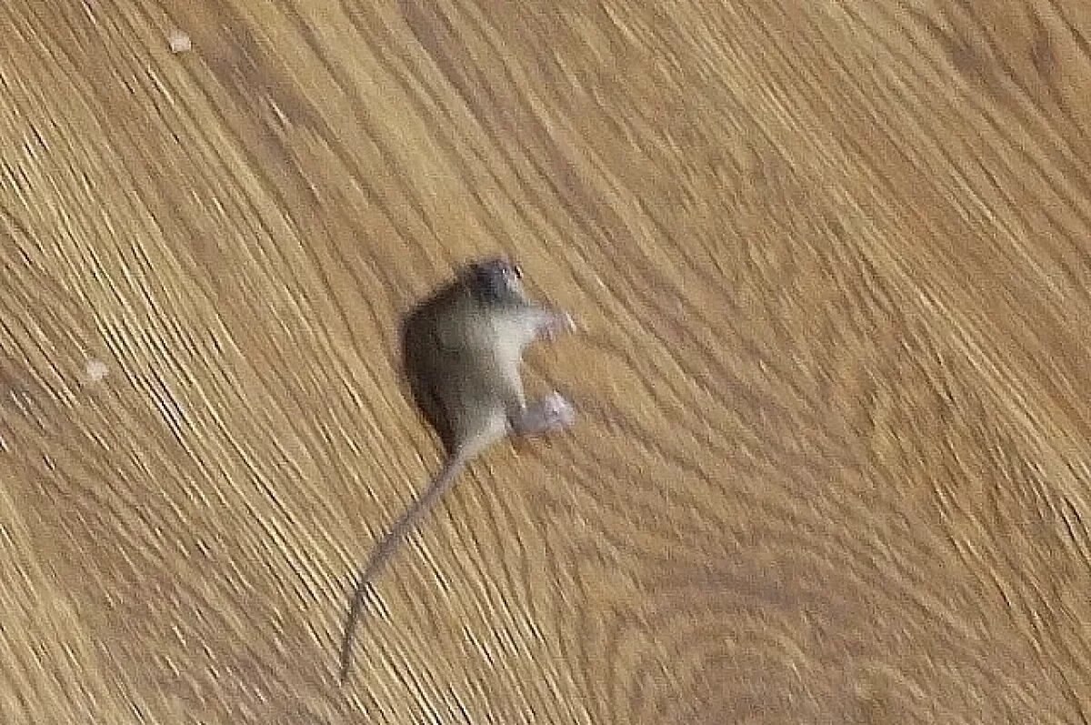    Жильцы дома на проспекте Октября в Уфе жалуются на нашествие мышей