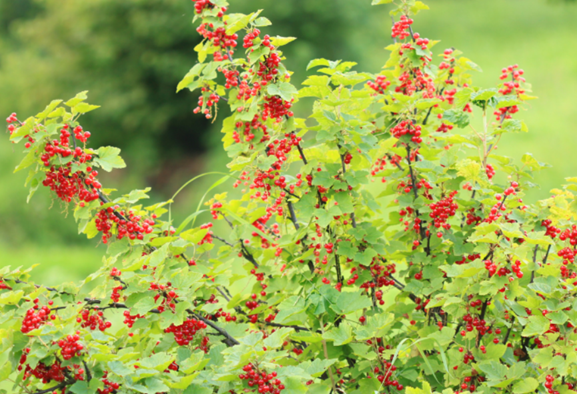 «Ленивые посадки» - что посадить на своём участке, прилагая минимум усилий