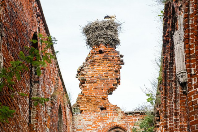 Гнездо бусела