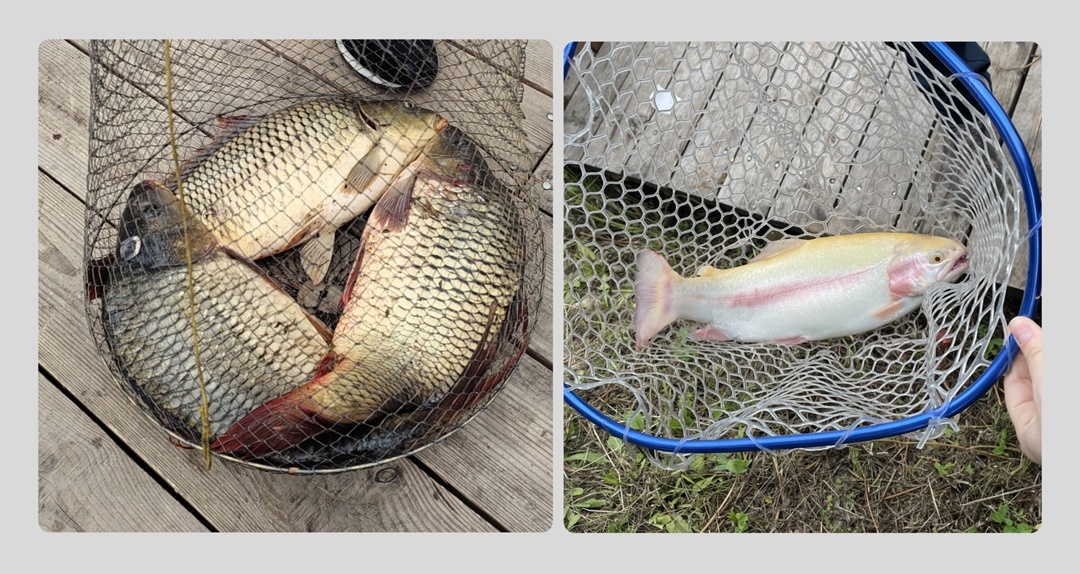 Карпы и форель