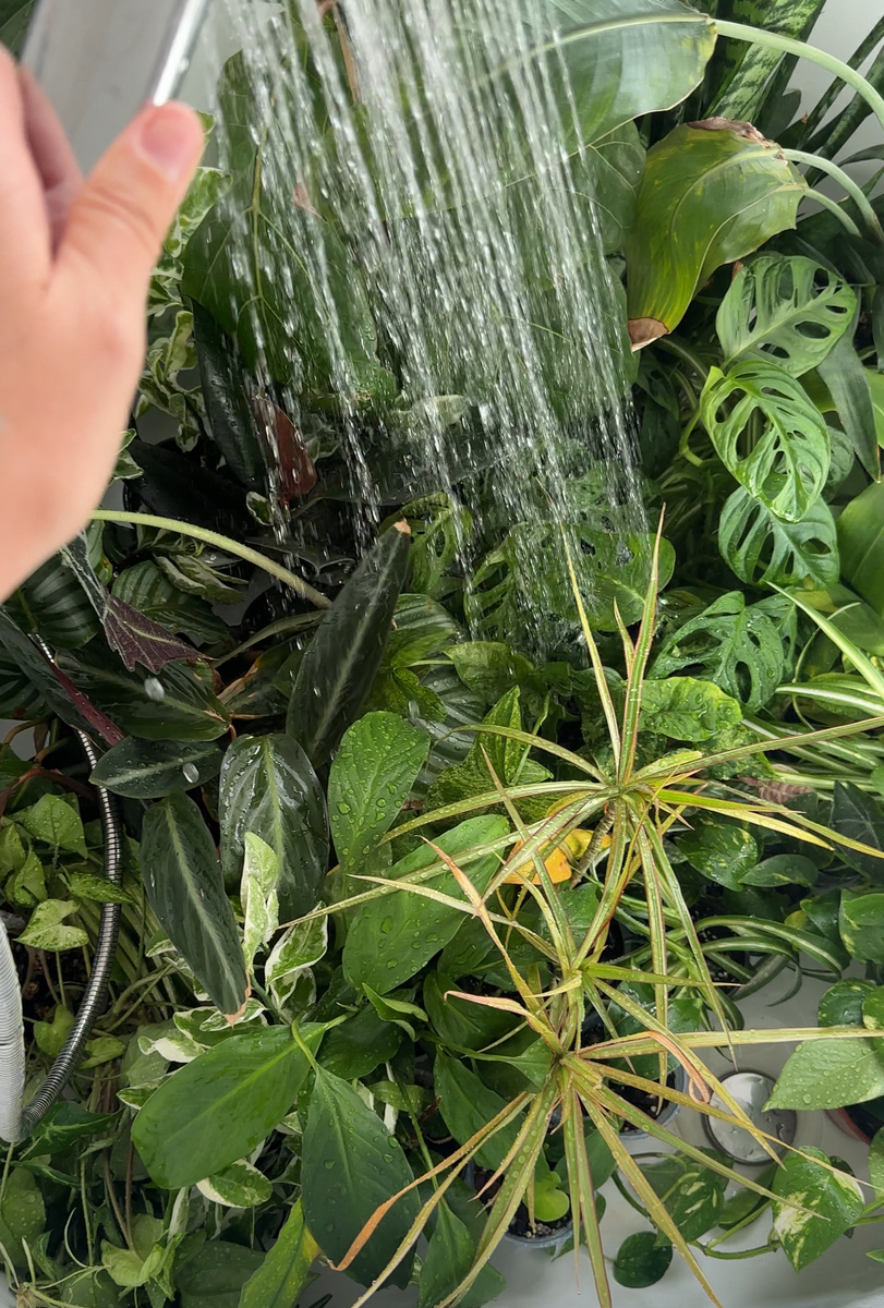 Джунгли в ванной