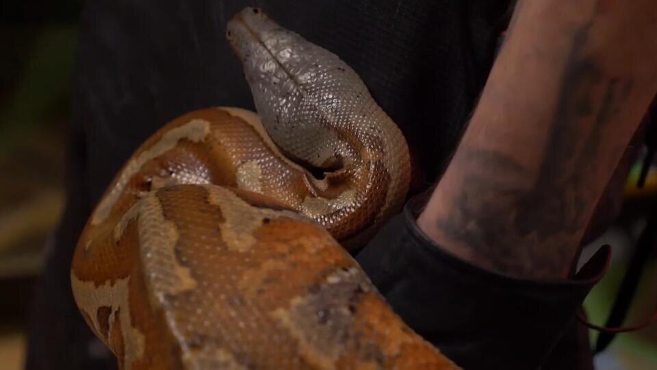 Фото: © Кадр из программы "Как устроен мир", РЕН ТВ