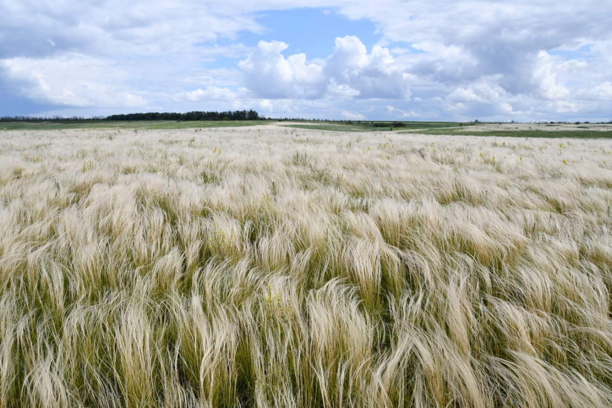 Участок нетронутой степи. Фото: Александр Чибилев / Оренбургское региональное отделение РГО