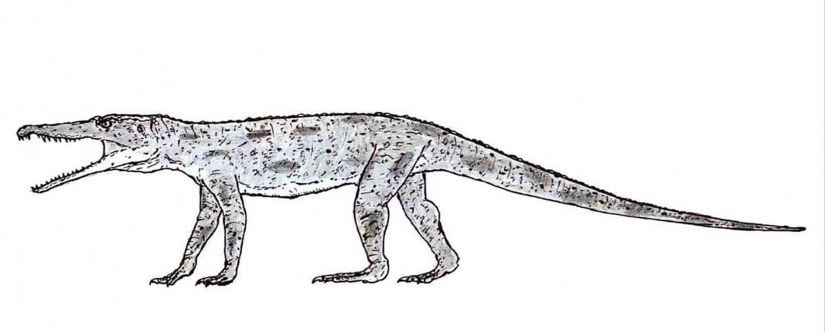 Куруксухампсия. Иллюстрация.