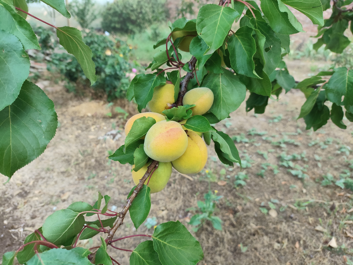 Абрикосы зреют потихоньку