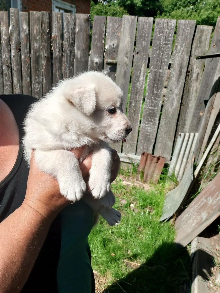 А .это другое приобретение Сани, Дружок. он в порядке исключения дал мне его погладить. Прежнего дружка звали Тузя, он почил в бозе пару месяцев назад.