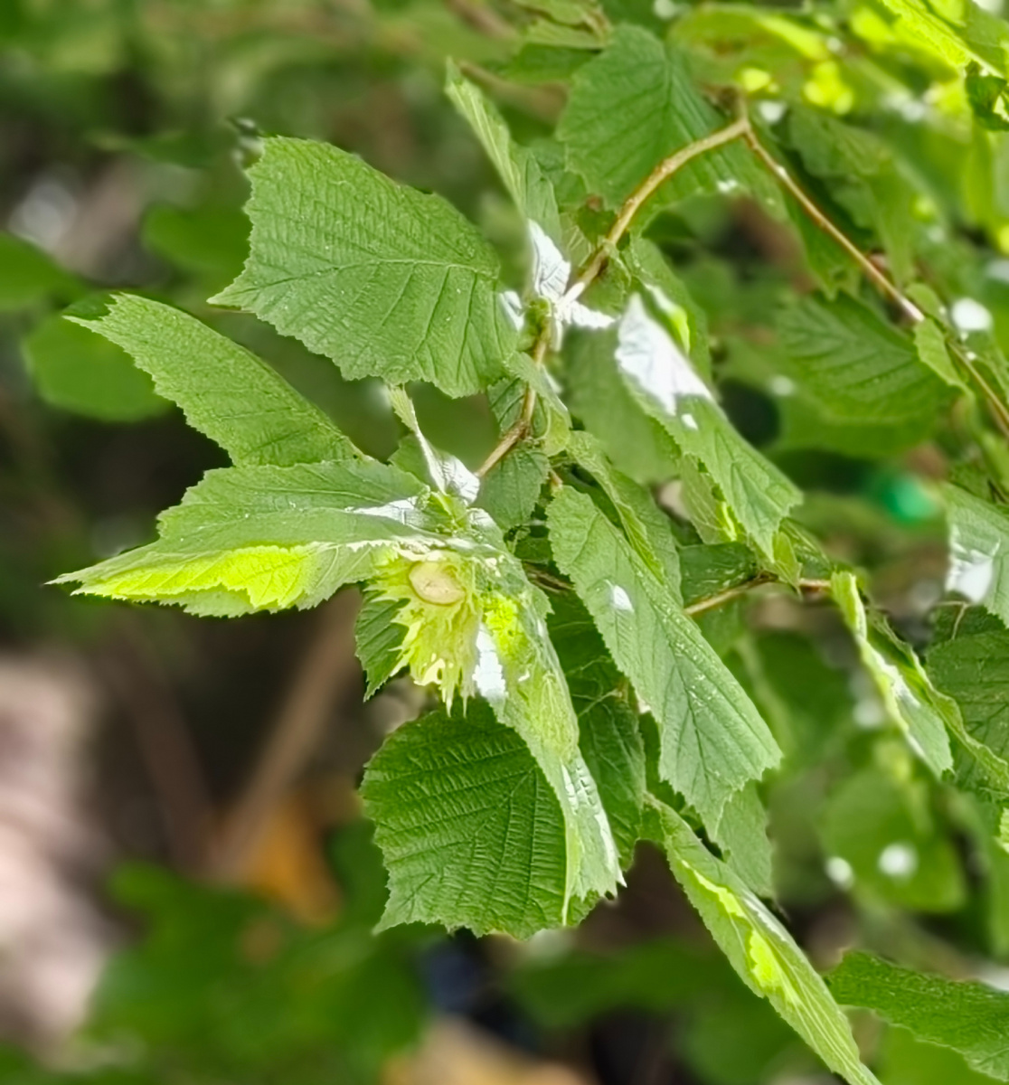 Фото автора, сделано из окна кухни.