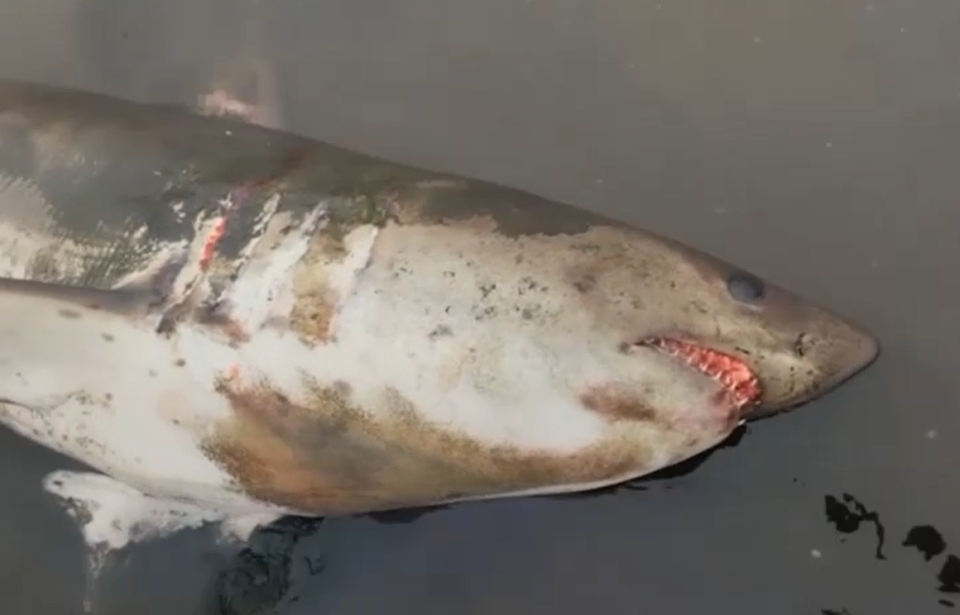    Гигантская акула на берегу острова Шикотан. Источник: Telegram-канал Amur Mash