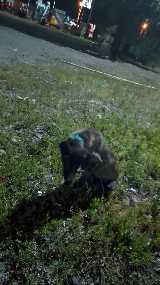 Фото автора.