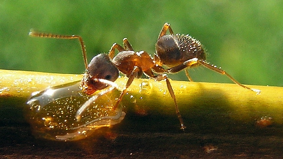 Фото с сайта: https://www.soundvision.com/article/7-ways-to-bring-alive-the-story-of-ants-in-your-classroom