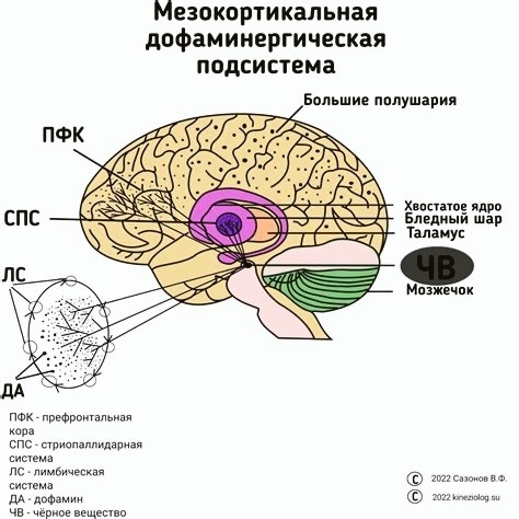 Дофамин участвует в формировании мотивации и подкрепления — но не делает сахар наркотиком.