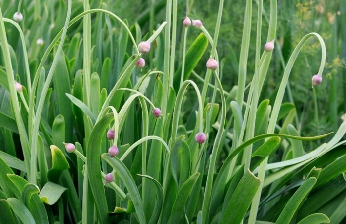 лук слизун поникающий лук