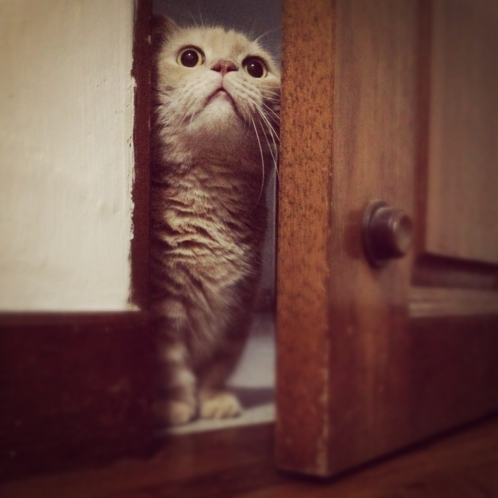 Фото из Интернета.