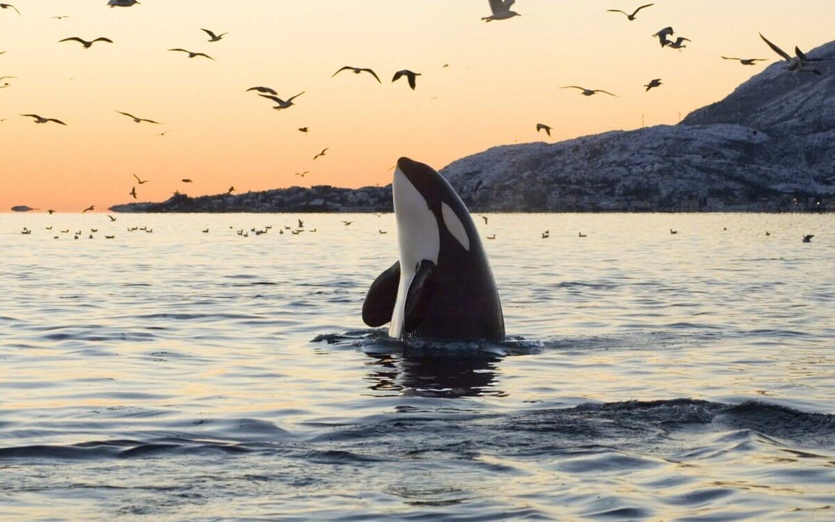    Косатки не рассматривают человека как добычу и почти никогда не нападают на людей в дикой природе.