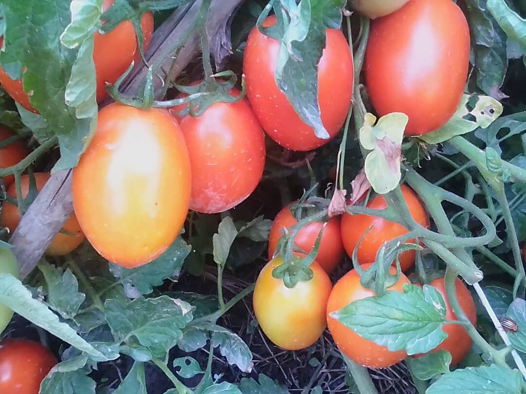 Сливки хороши для солений