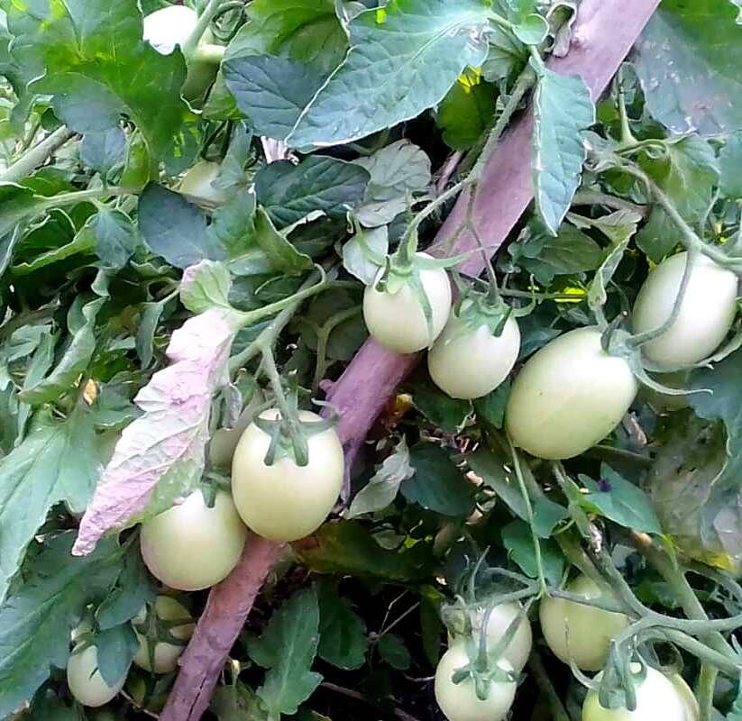 Созревание томатов. Стоит снова подкармливать помидоры.