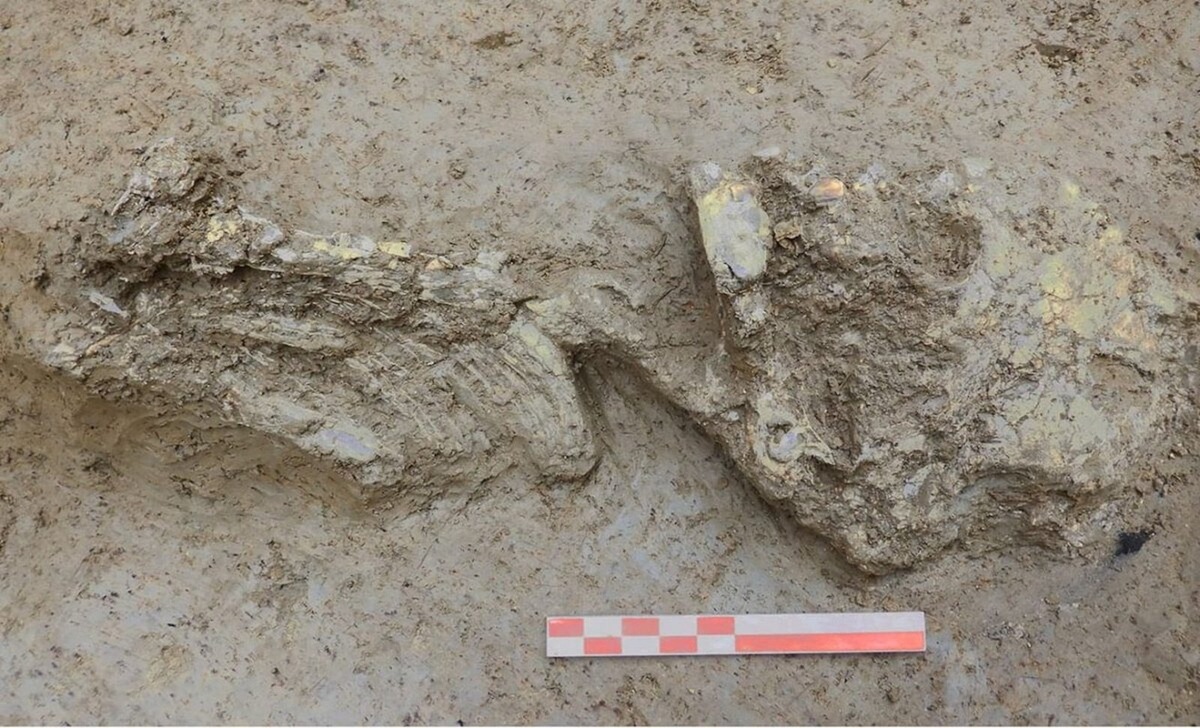    Фрагменты скелета нашли при раскопках, предшествовавших строительству