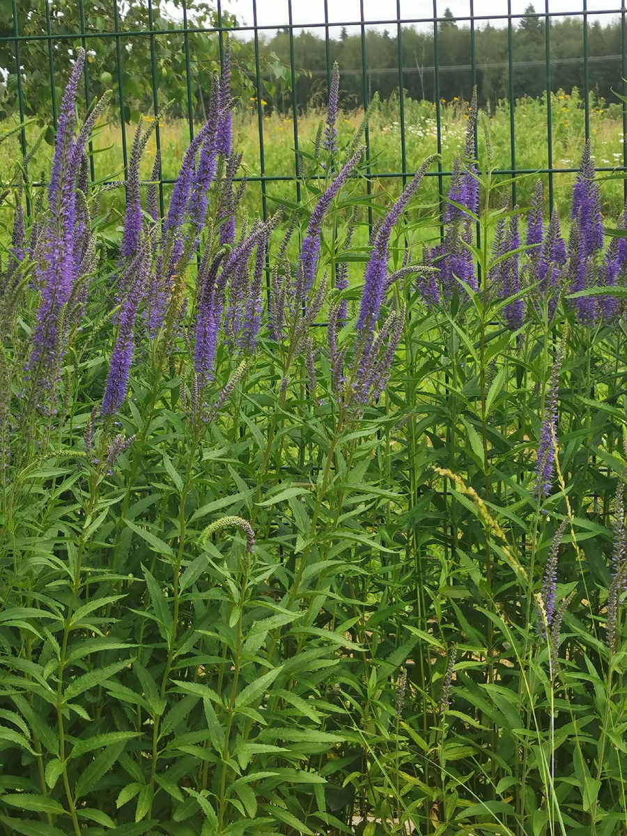 Вероника из семян